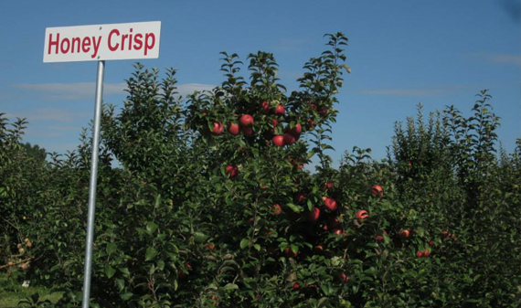 Cotant Apple Orchard