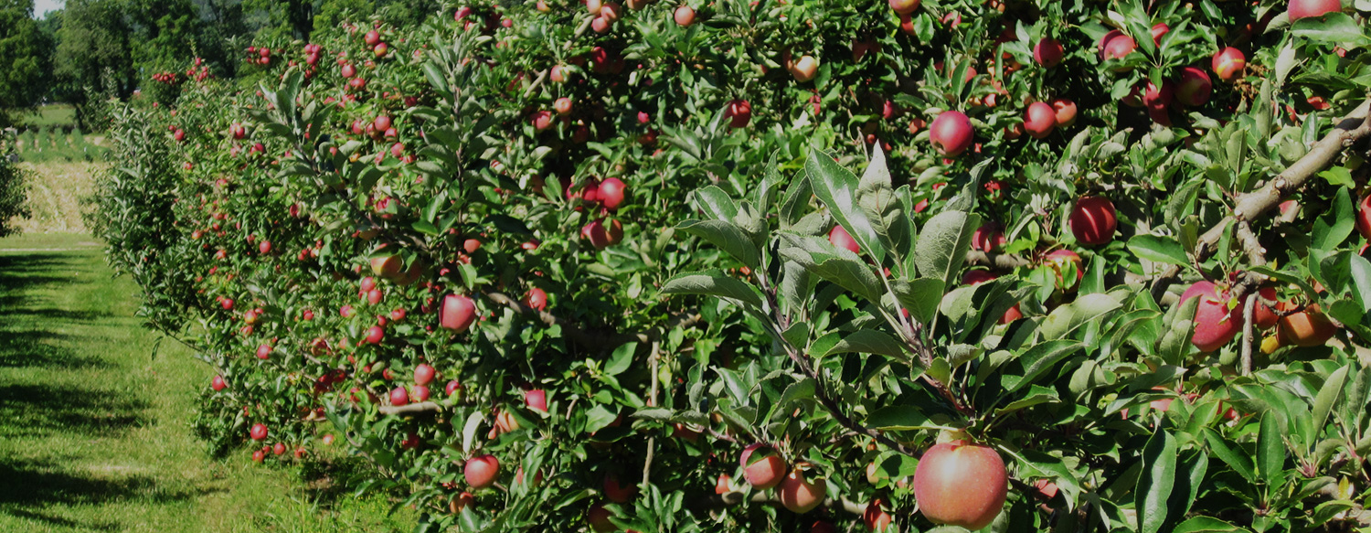 Cotant Farm Market Since 1947